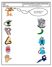 okul öncesi duyu organları çalışmaları